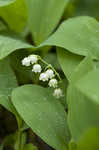 Lily of the valley